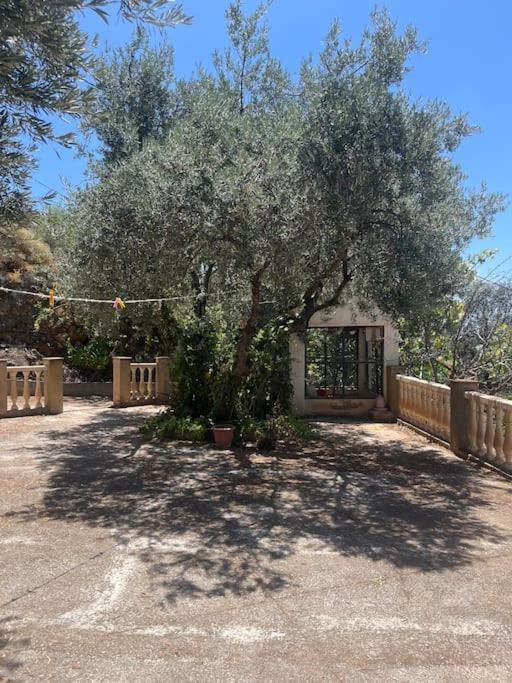 Farmhouse Surrounded By Centenary Olive Trees Olias Bagian luar foto